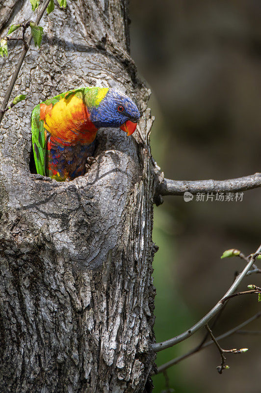 彩虹小鹦鹉(Trichoglossus moluccanus)